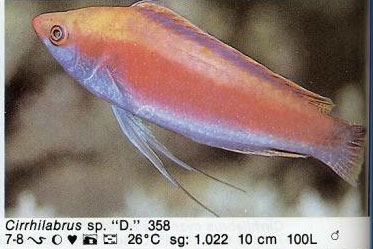 Cirrhilabrus sp